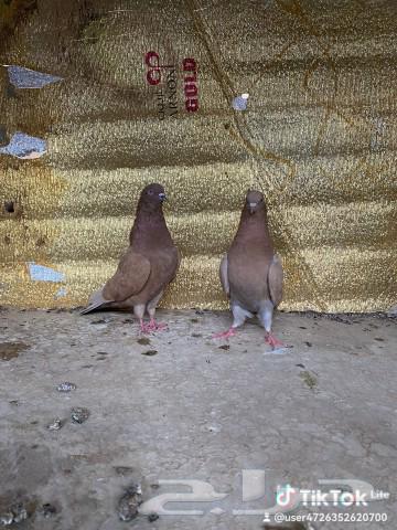 أزواج قطايف63521272370179111