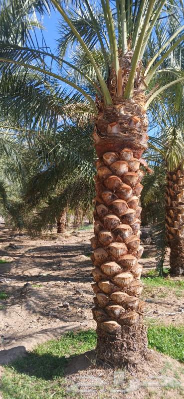 Arabic palm trees for sale63205564641923111
