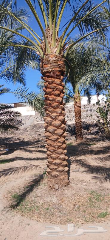 Arabic palm trees for sale63205564641923113