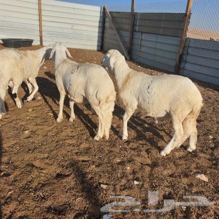 Sheep of Suakin63205561052545112