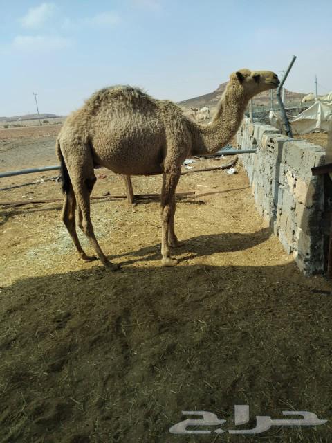 Qa'dan Mafarid63205561246721114