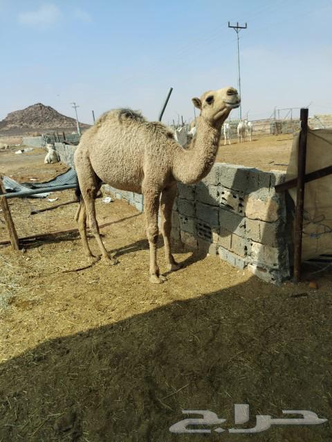 Qa'dan Mafarid63205561246721111