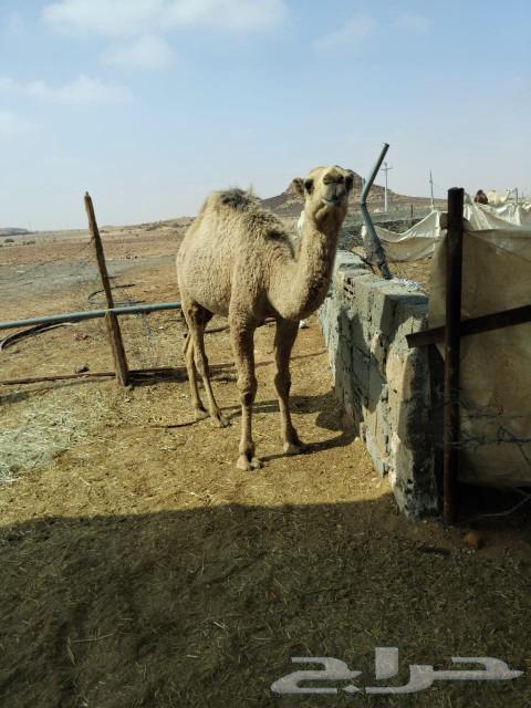 Qa'dan Mafarid63205561246721113