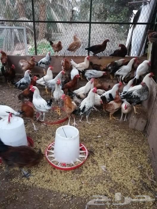 Dikah Baladi63205553890563113
