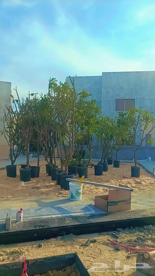 تنفيذ الاندسكيب واعمال الميكانيكا المياه ودكت والفيرAHU.FCU63008944997378113