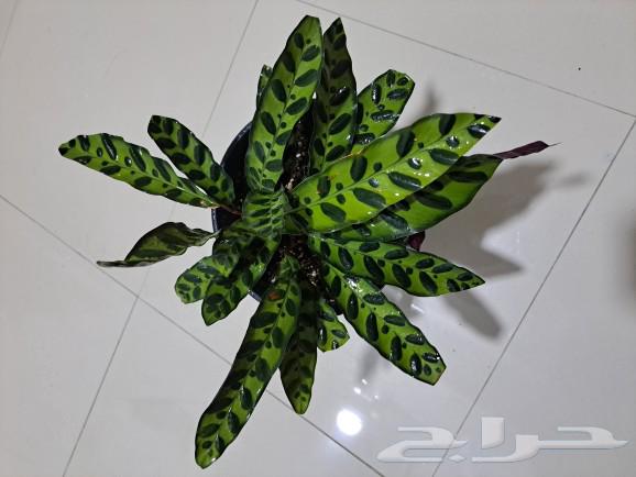نبتة داخلية (كلاثيا ) الافعى الجرسية للبيع.632105849272351127