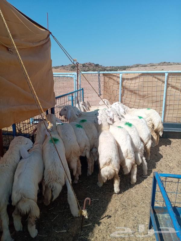 جديدنا خدمه الذبح والتوصيل مع التغليف ذبايح حري سواكني63230417087362111