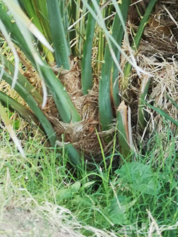 Ajwa date palms for sale63205553510275111