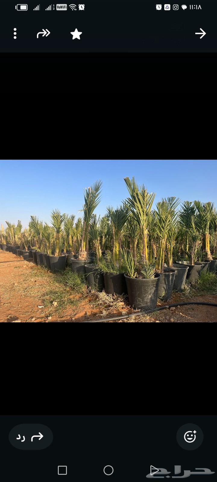 Luxury type braided palm chicks for sale63206112371586111