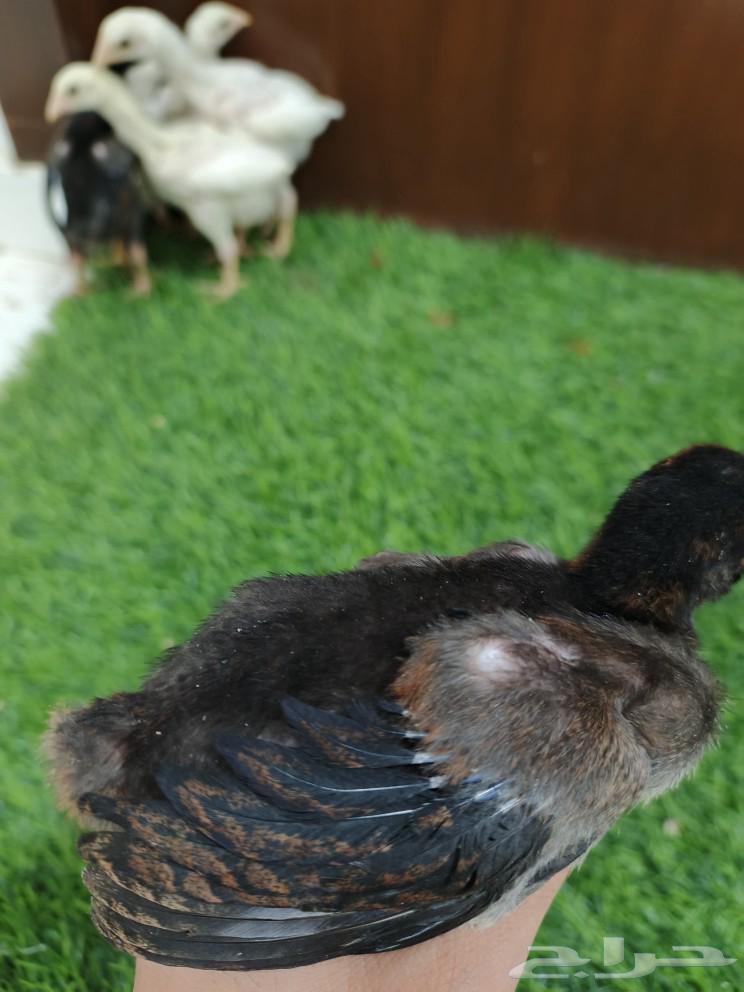 Luxury sauce for chicken63205556933762114