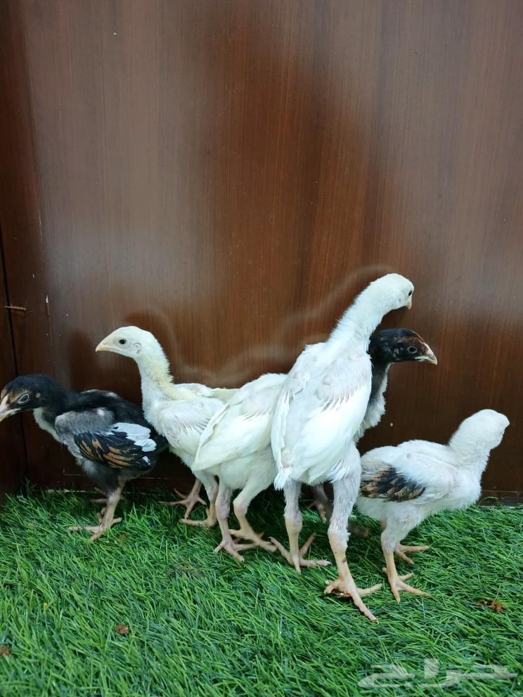 Luxury sauce for chicken63205556933762112