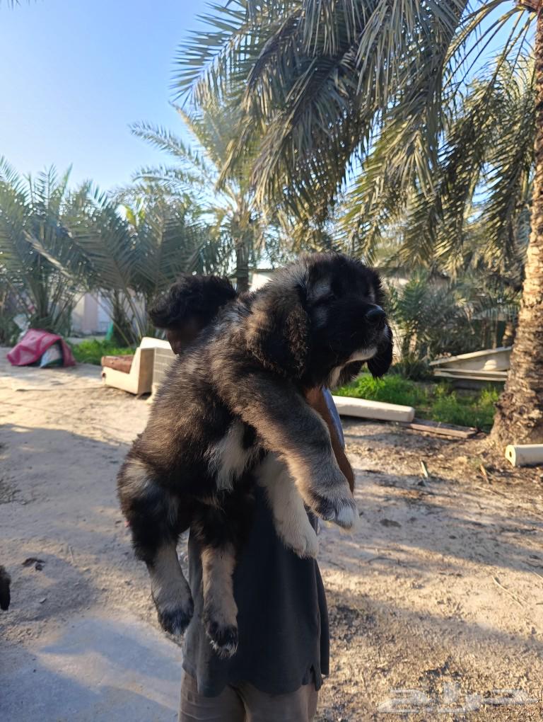 Caucasian Shepherd Dog63205553883778111