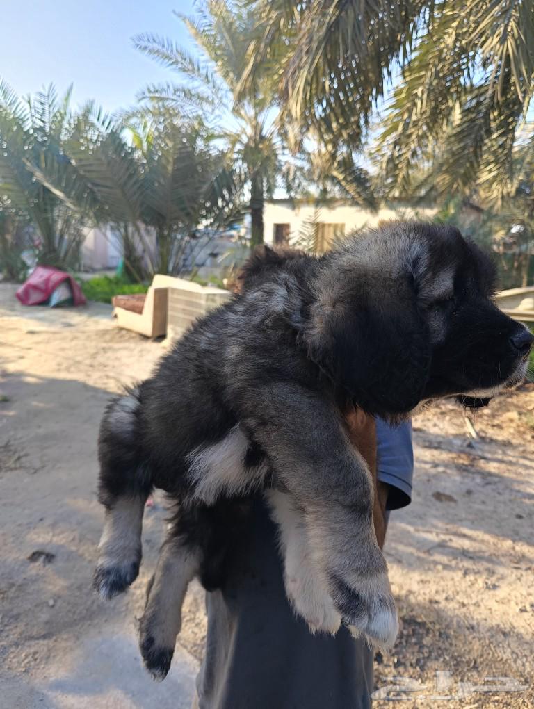 Caucasian Shepherd Dog63205553883778112