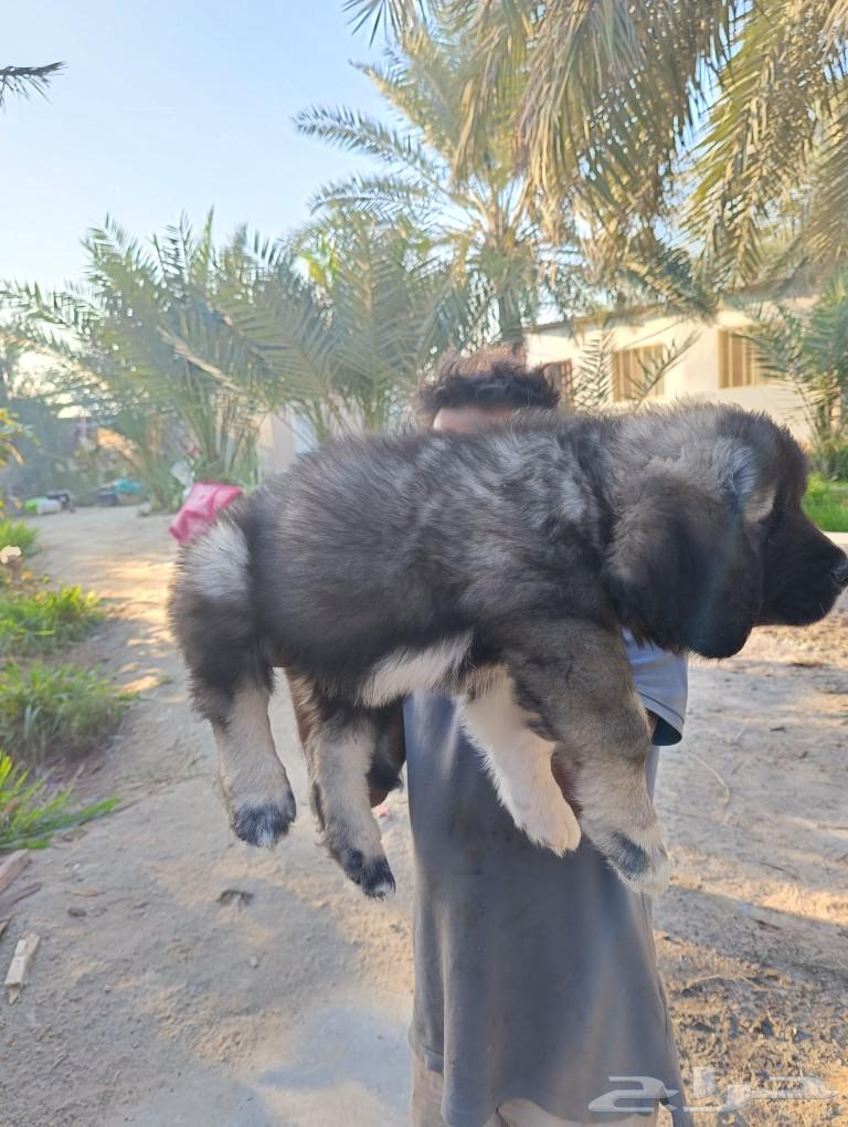 Caucasian Shepherd Dog63205553883778114