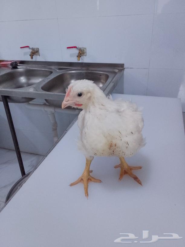 Fresh chicken is available, and slaughter and cutting are available upon request.63252684391809111