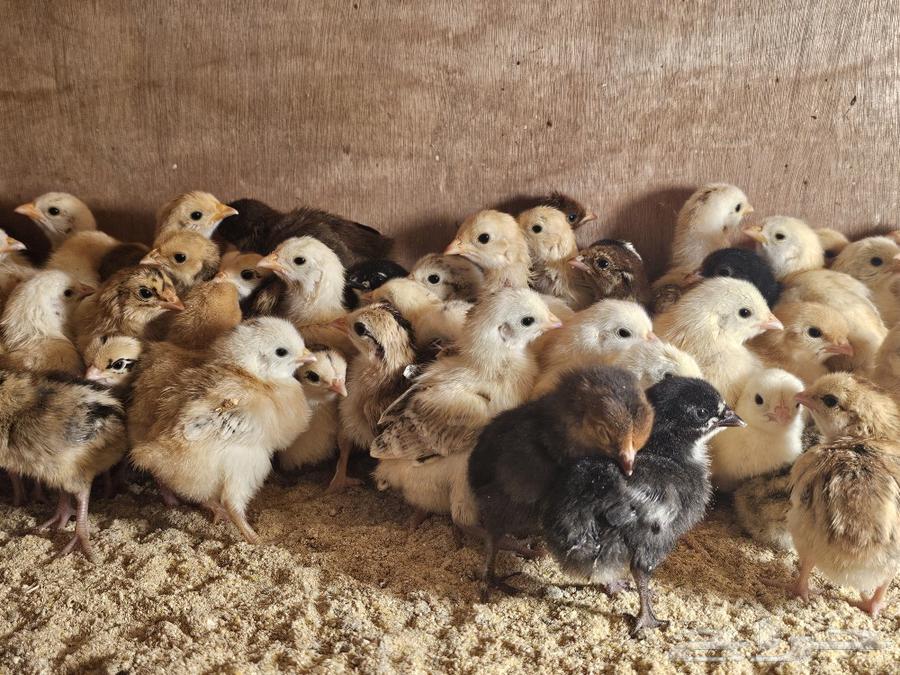 Chicken sauce, two and a half riyals per piece, age from one week to two weeks or63204514627585111