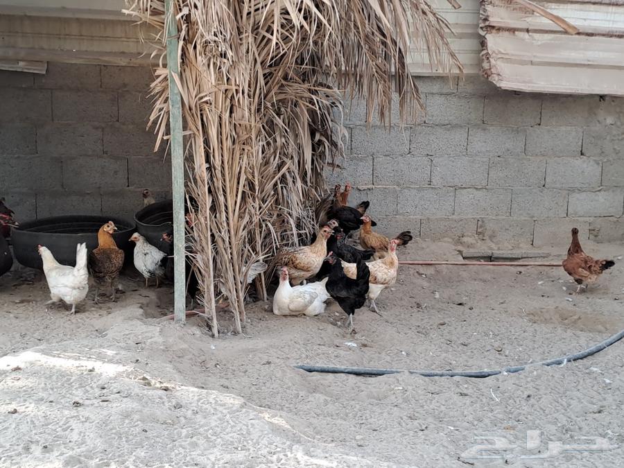 Chicken eggs for eating or hatching63208143067905113