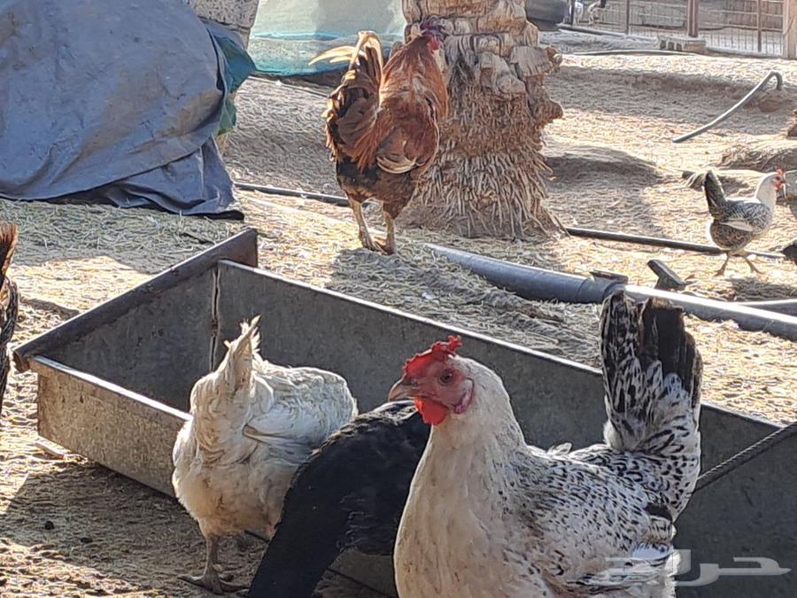 Chicken eggs for eating or hatching63208143067905112