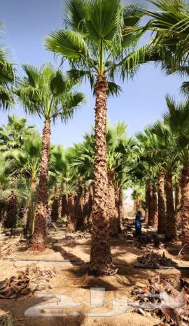 All types of palm trees63521042722433113