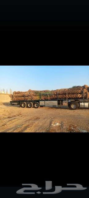 All types of palm trees63521042722433111
