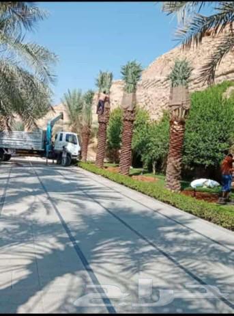 All types of palm trees63521042722433112