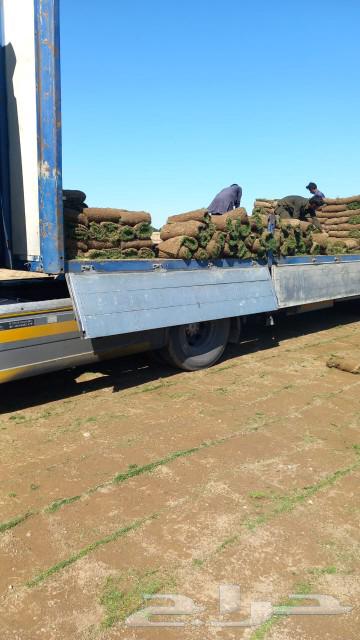 Natural grass63205081084673114