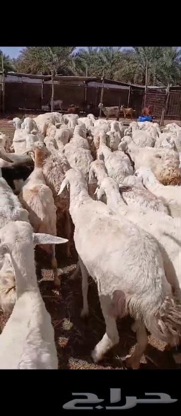 Life for sale. For the residents of Al-Muqani.63205080959105111