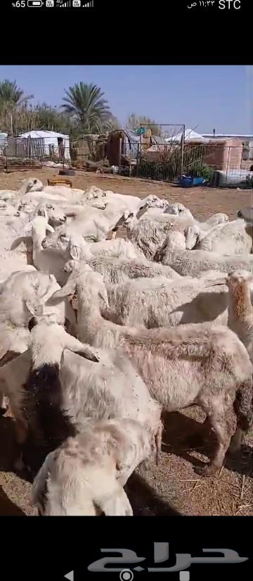 Life for sale. For the residents of Al-Muqani.63205080959105113
