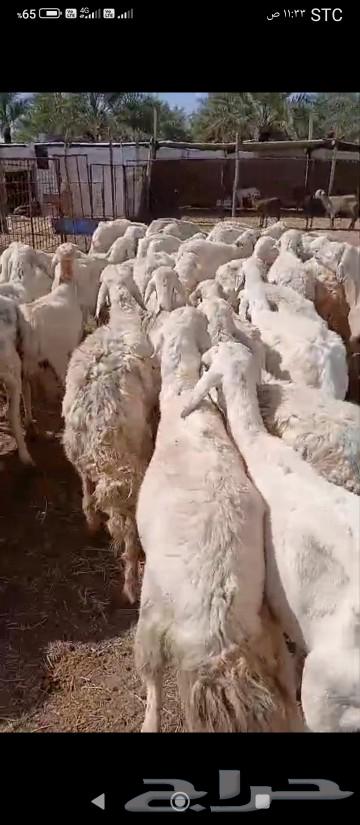 Life for sale. For the residents of Al-Muqani.63205080959105112