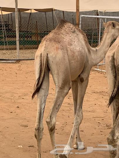 Hussein is a Somali sentence and was singled out in Al-Muzahimiah.63205571186818111
