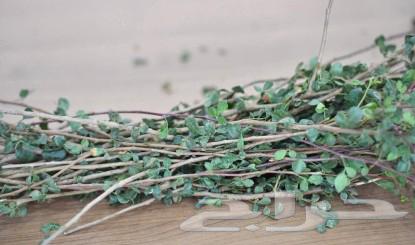 Mountain chamomile tea has a fragrant aroma and refreshing taste (free shipping)63203914785026114