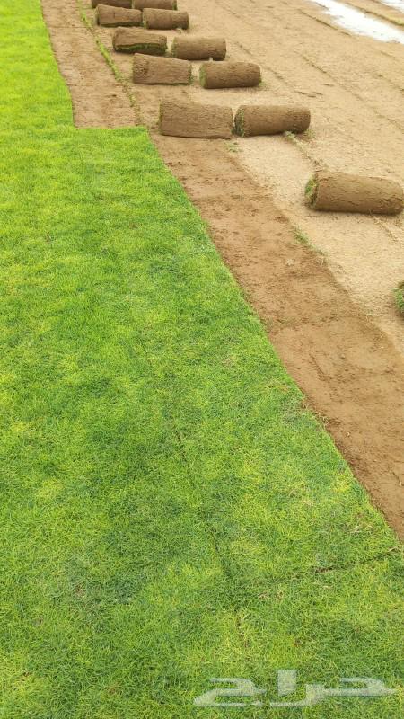 Natural grass63205081084673112