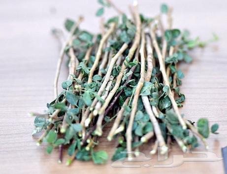 Mountain chamomile tea has a fragrant aroma and refreshing taste (free shipping)63203914785026113