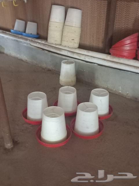 Poultry farm items for sale63205081222787114