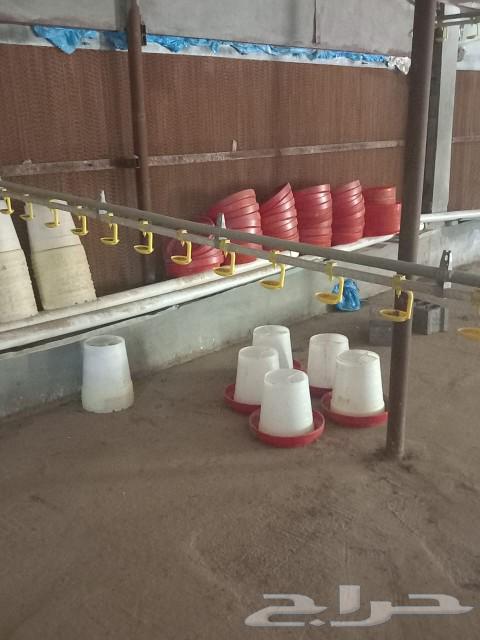 Poultry farm items for sale63205081222787111