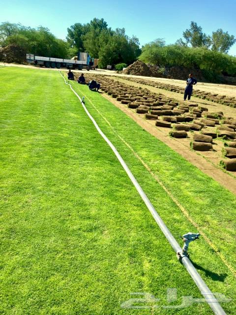 Natural grass63205081084673111