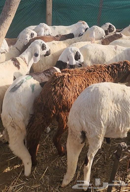 For sale: Italian for Ramadan, sealed with fat and meat63204514426497111