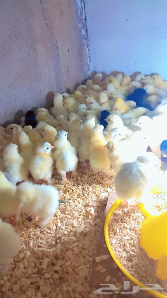 Brahma Columbian chicks original63203930610050112
