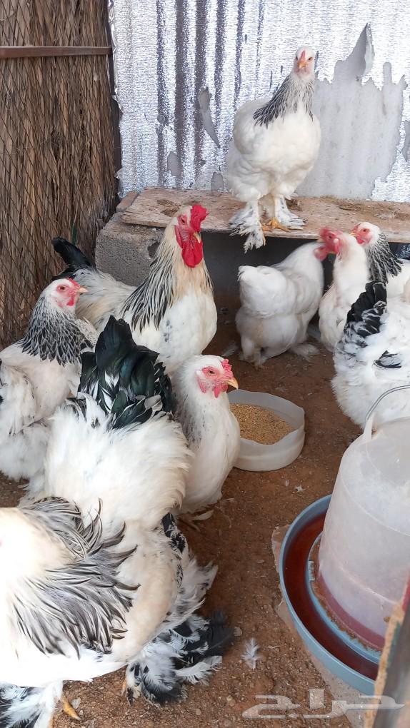 Brahma Columbian chicks original63203930610050113