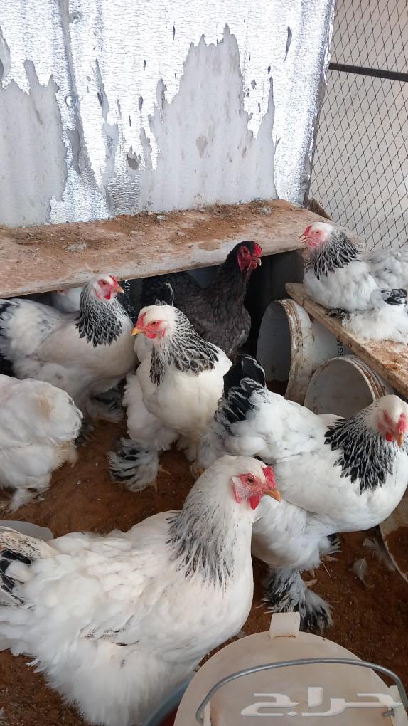 Brahma Columbian chicks original63203930610050114