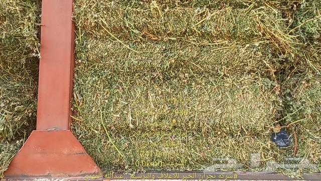 Pure clover from Al-Shadeed Agricultural Production Company in Wadi Al-Dawasir63205579522050111
