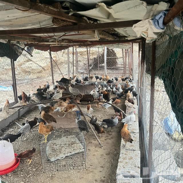 Local chicken, two months old63205583116674113