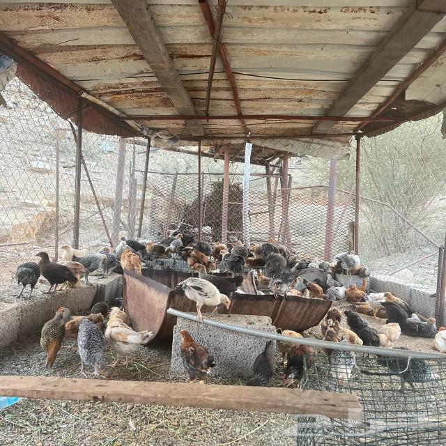 Local chicken, two months old63205583116674114