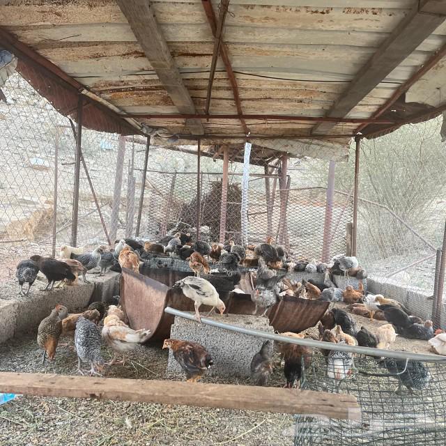 Local chicken, two months old63205583116674112
