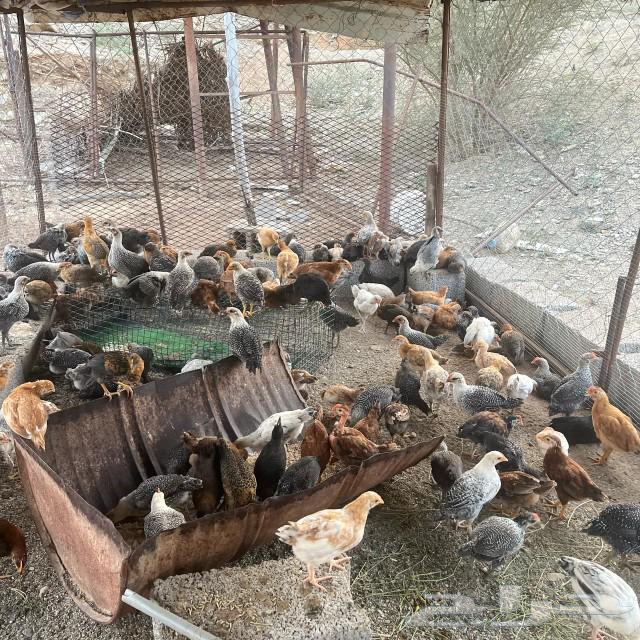Local chicken, two months old63205583116674111