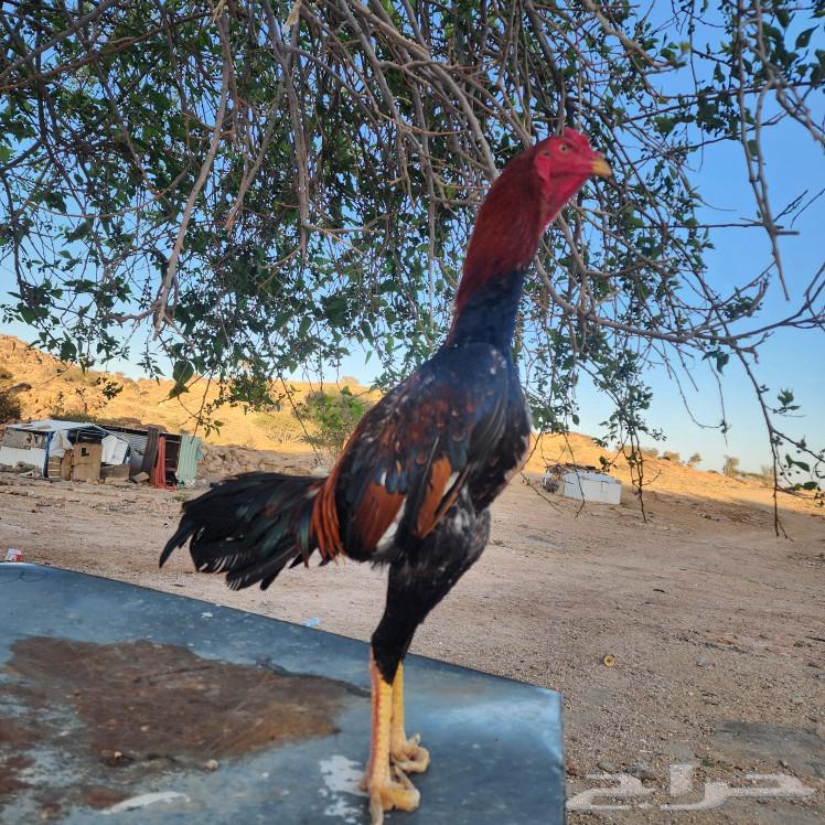 Japanese rooster63203386228611111