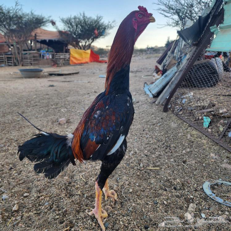 Japanese rooster63203386228611113