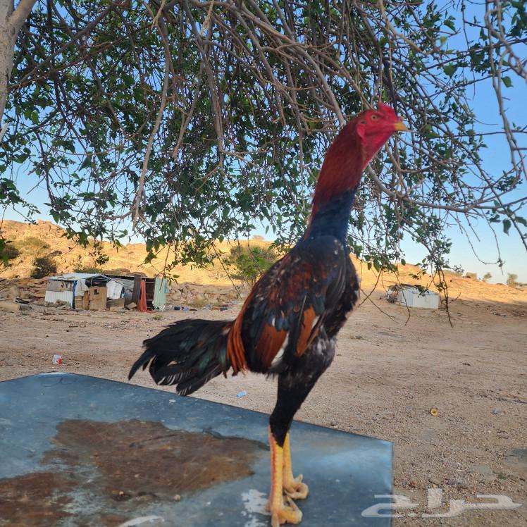 Japanese rooster63203386228611112