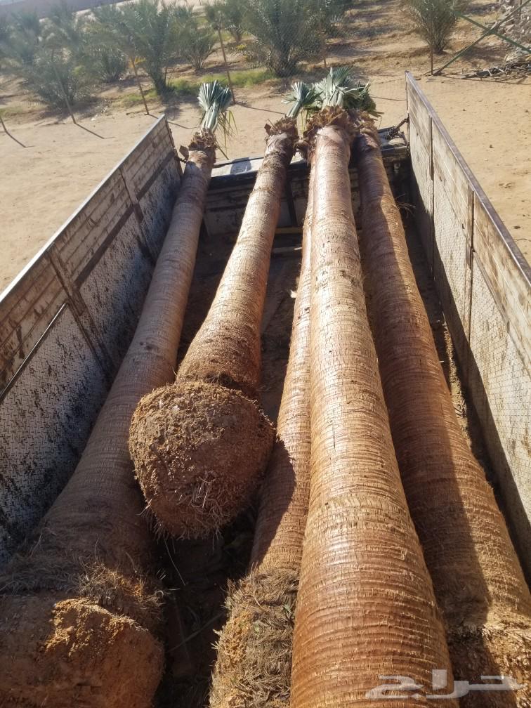 Washingtonia palms63204521317121113