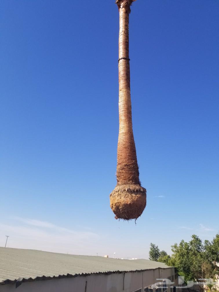Washingtonia palms63204521317121112